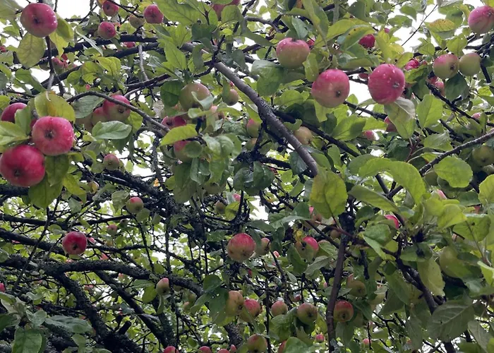 Dom wakacyjny Lotta *